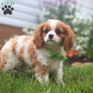Nico, Cavalier King Charles Spaniel Puppy